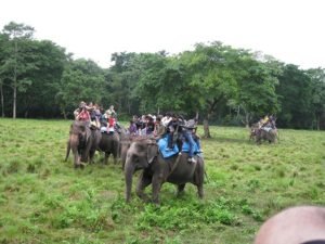 jungle safari in Nepal