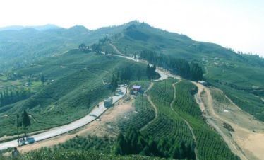 Ilam Tea Garden Tour