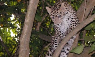 Bardia National park